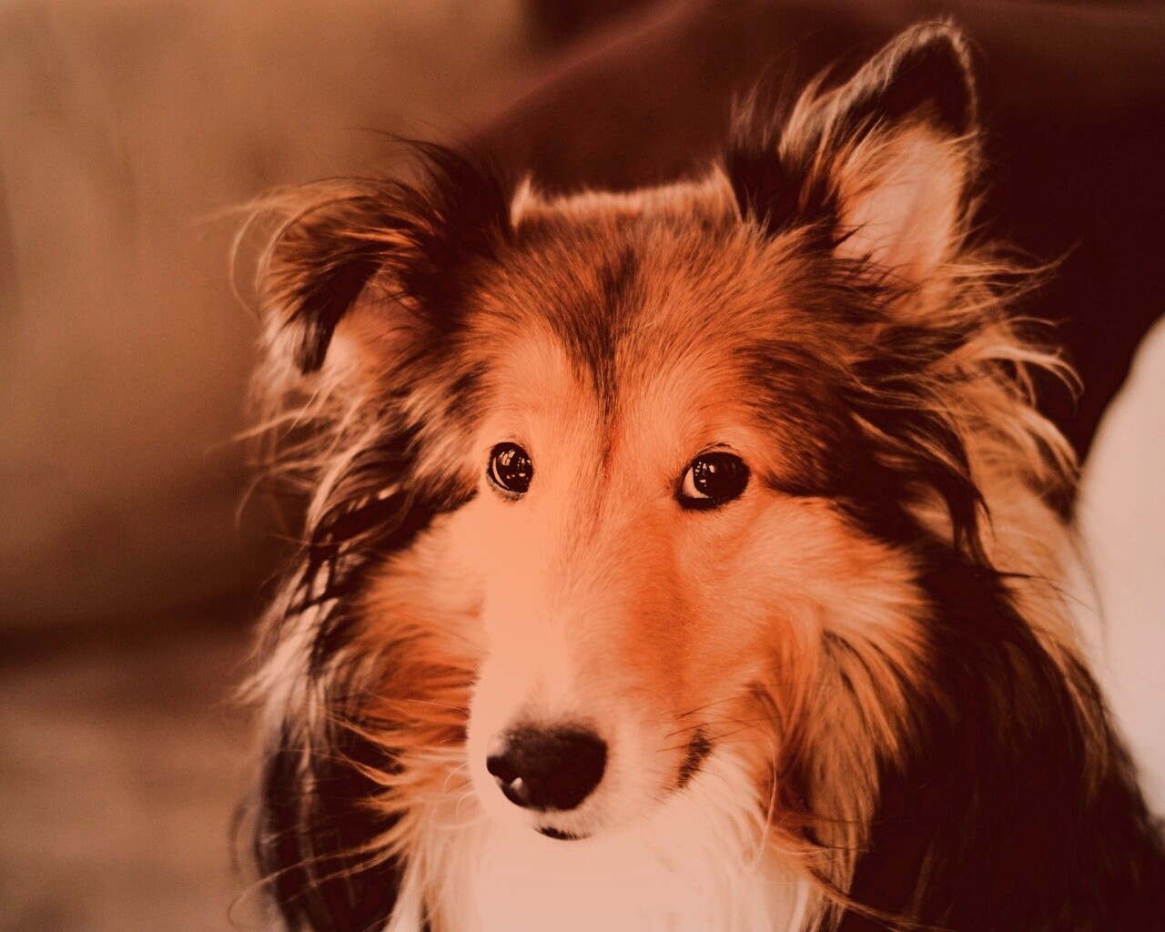 Колли с умными глазами обои