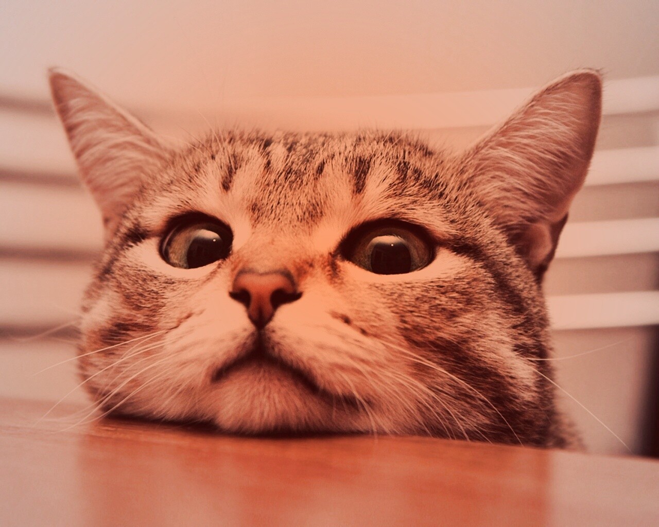 Любопытный котейка обои