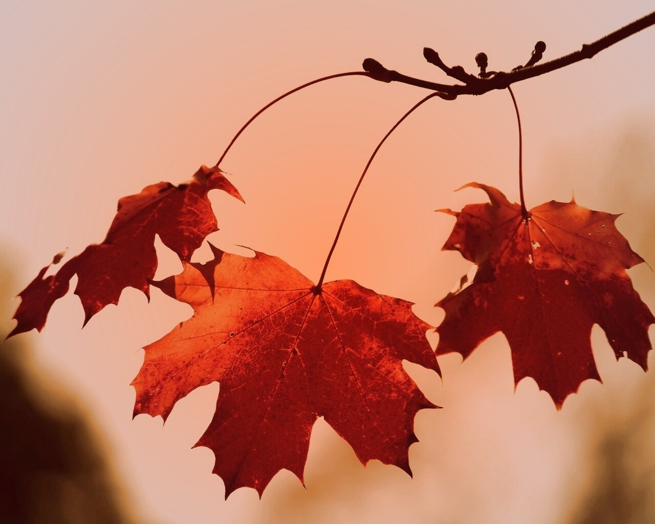 Покрасневшие листья клена обои