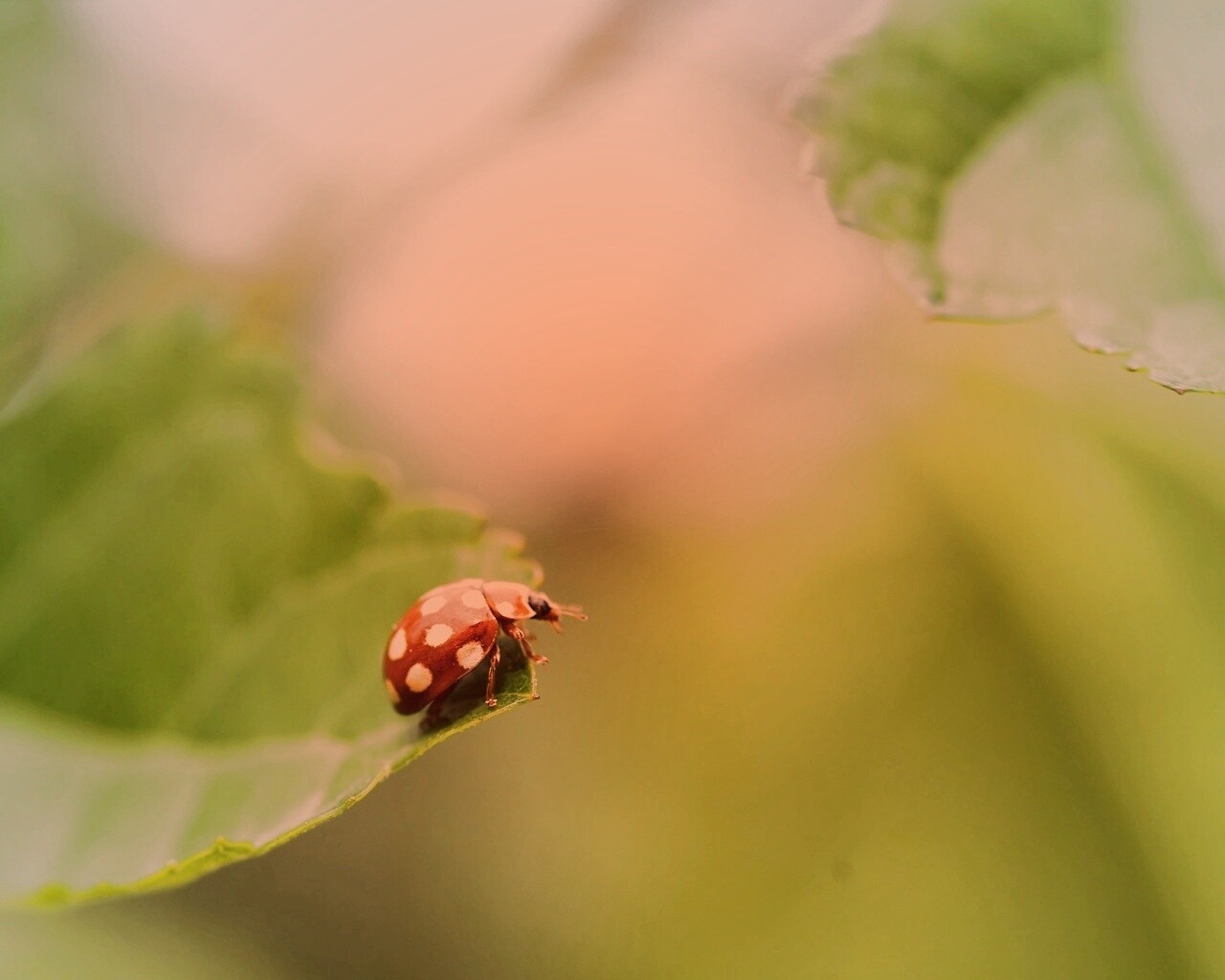 Божья коровка обои