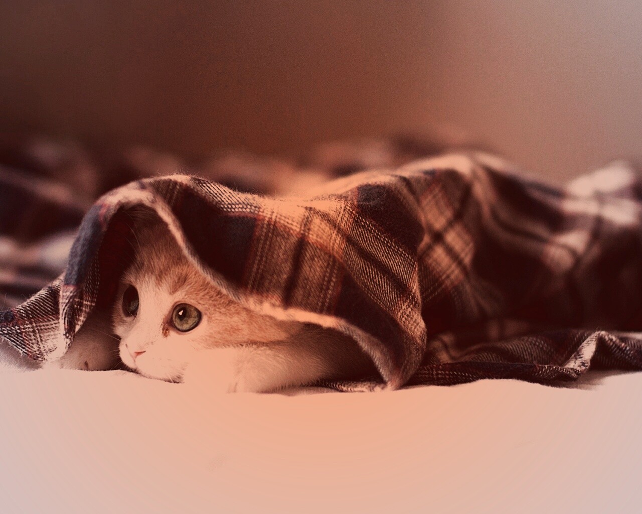 Котенок под одеялом обои