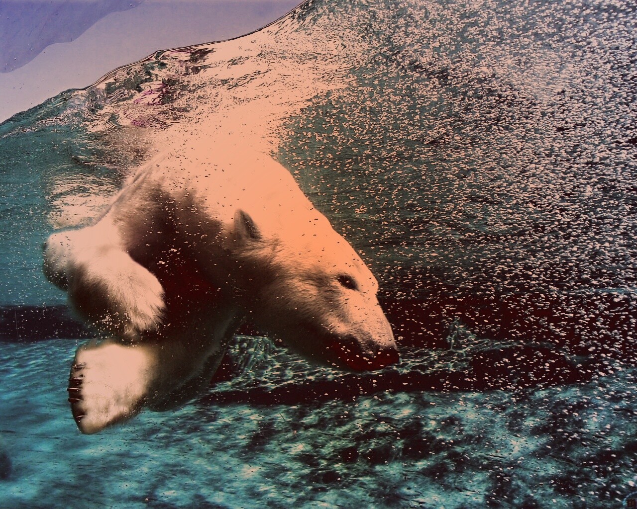 Нырнувший белый медведь обои