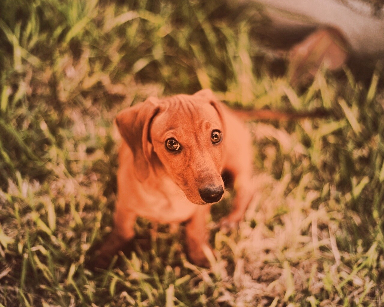 Маленькая милая такса обои