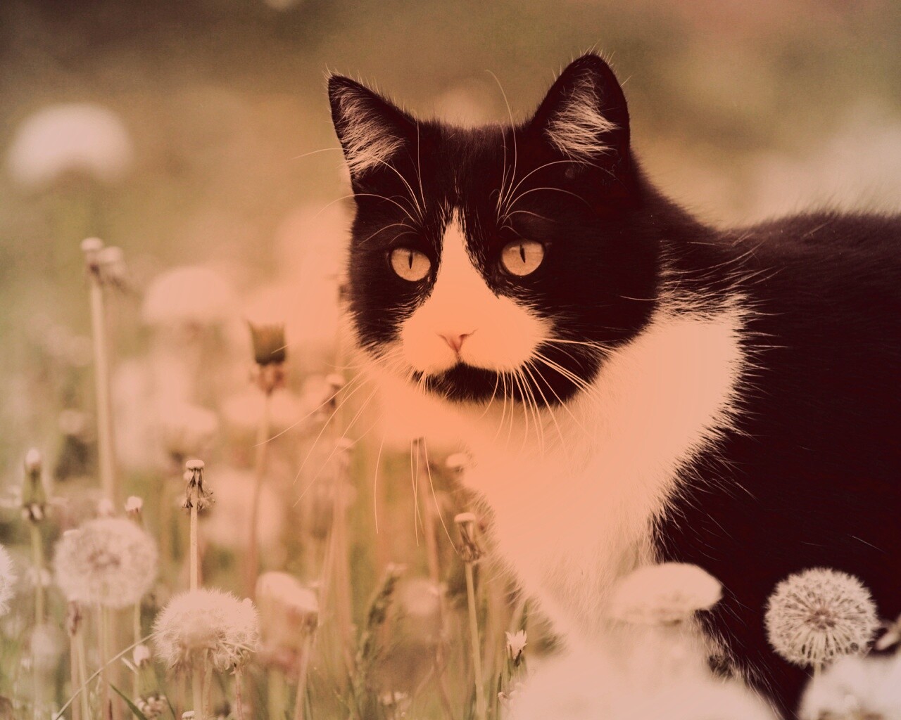 Кот в одуванчиках обои