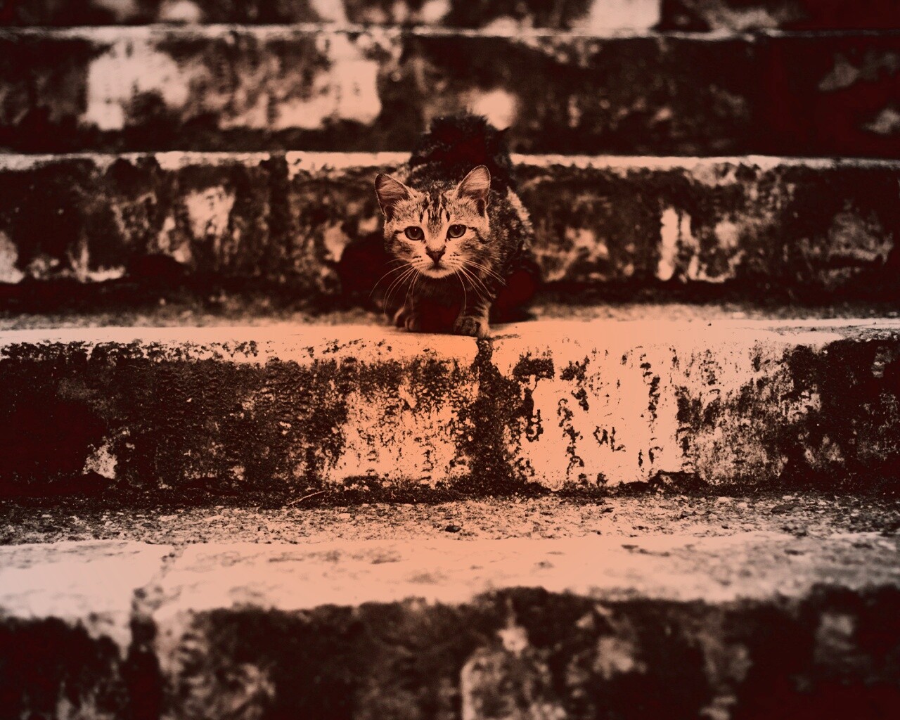 Растрепанная кошка на ступеньках лестницы обои