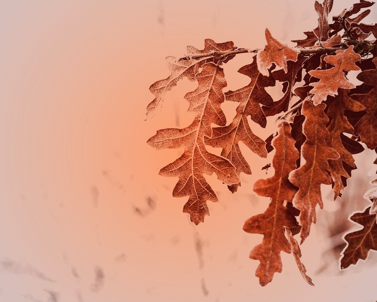 Дубовые листья обои