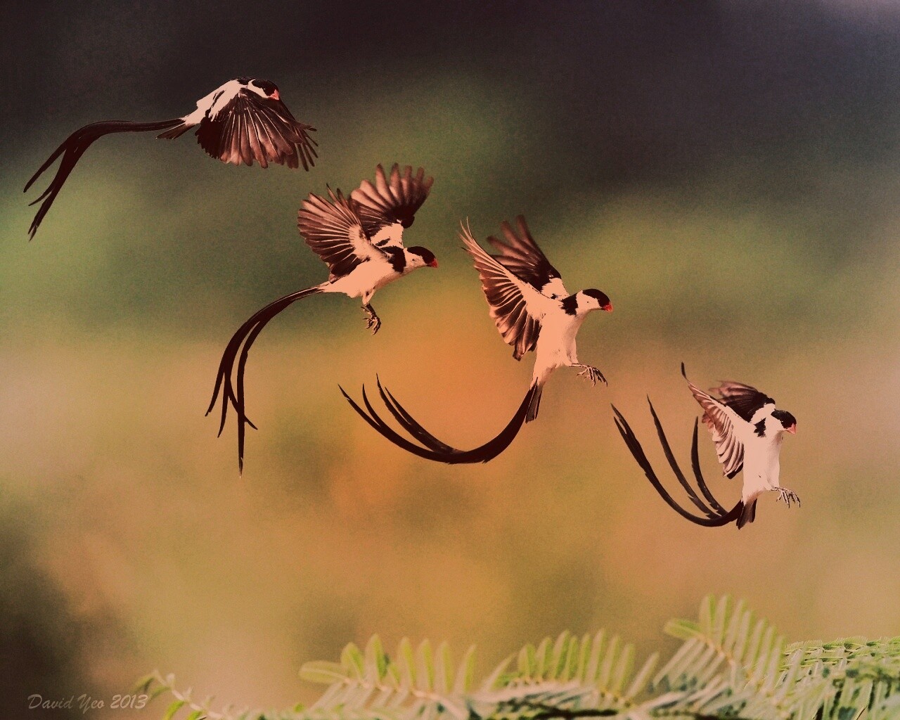 Приземляющаяся птичка обои