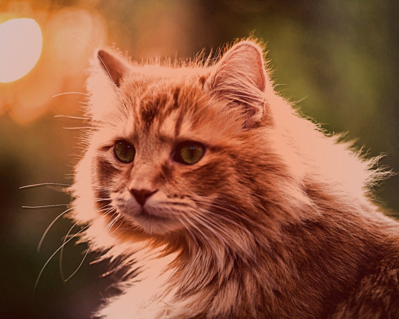Рыжий кот в лучах солнца обои