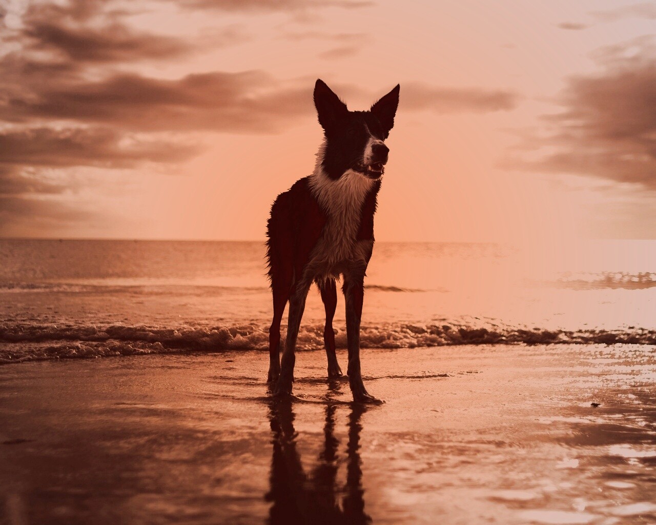 Собачка на пляже обои