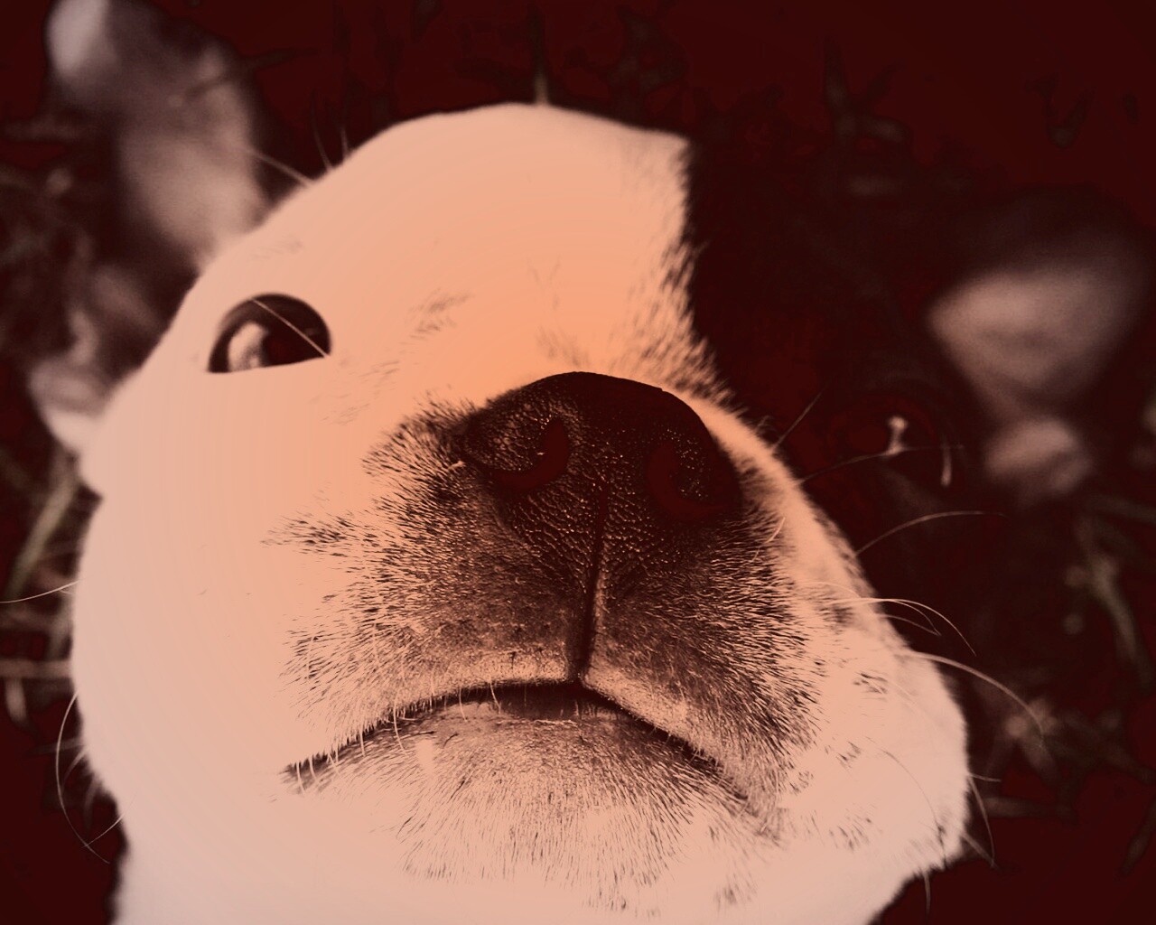 Бостонский терьер обои