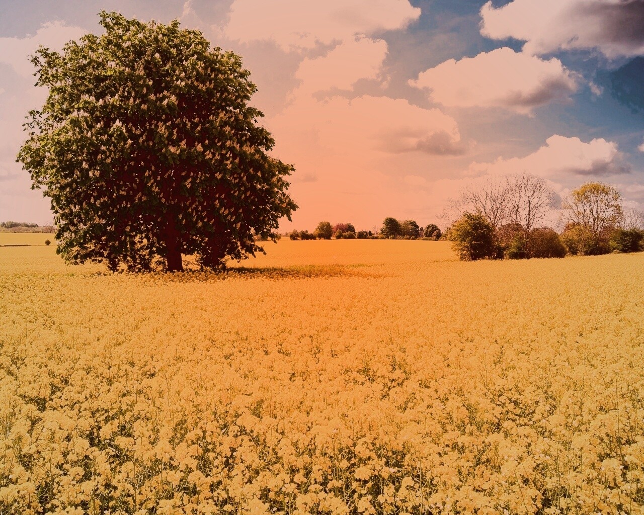 Каштан на цветочном поле обои