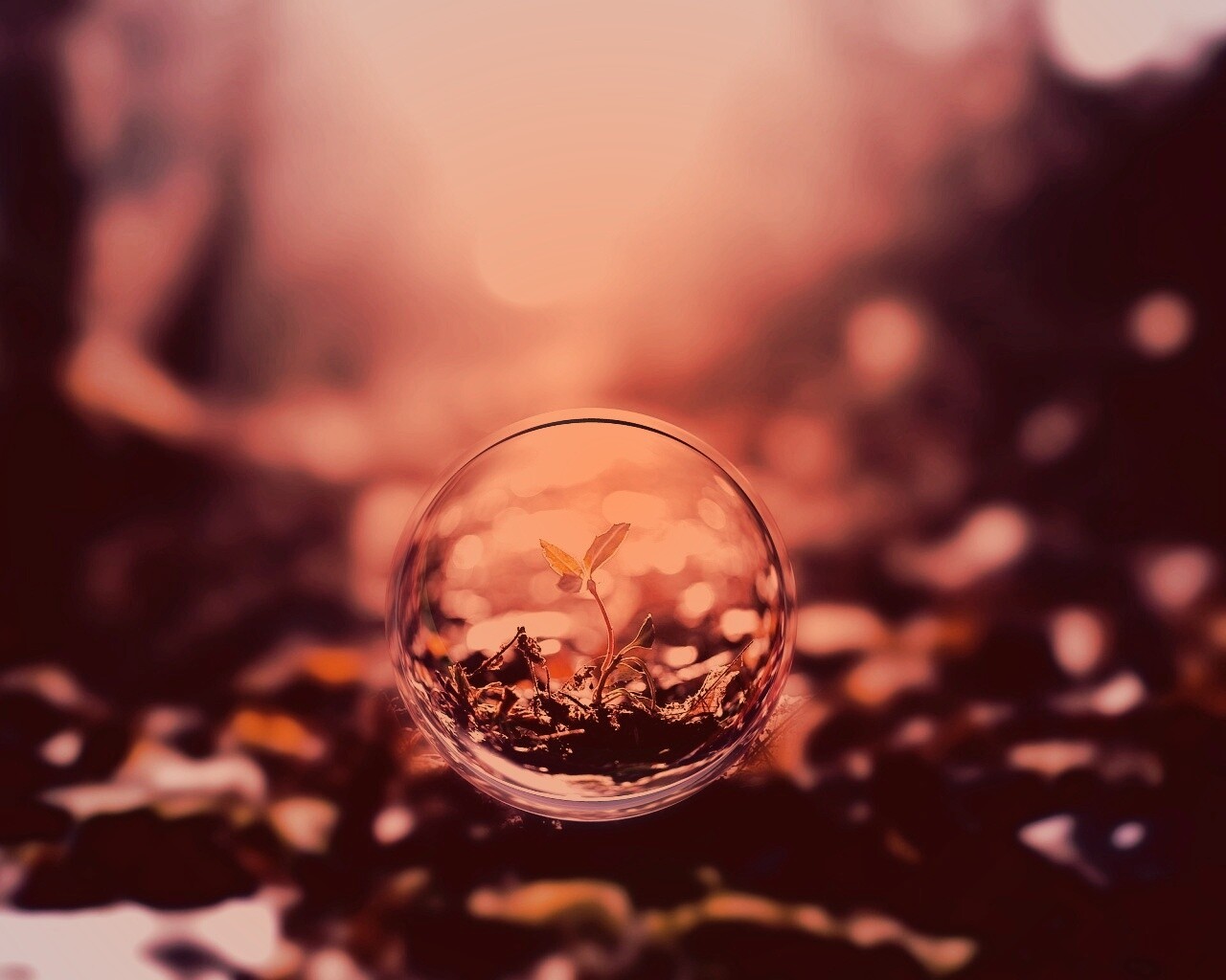 Росток в пузыре обои