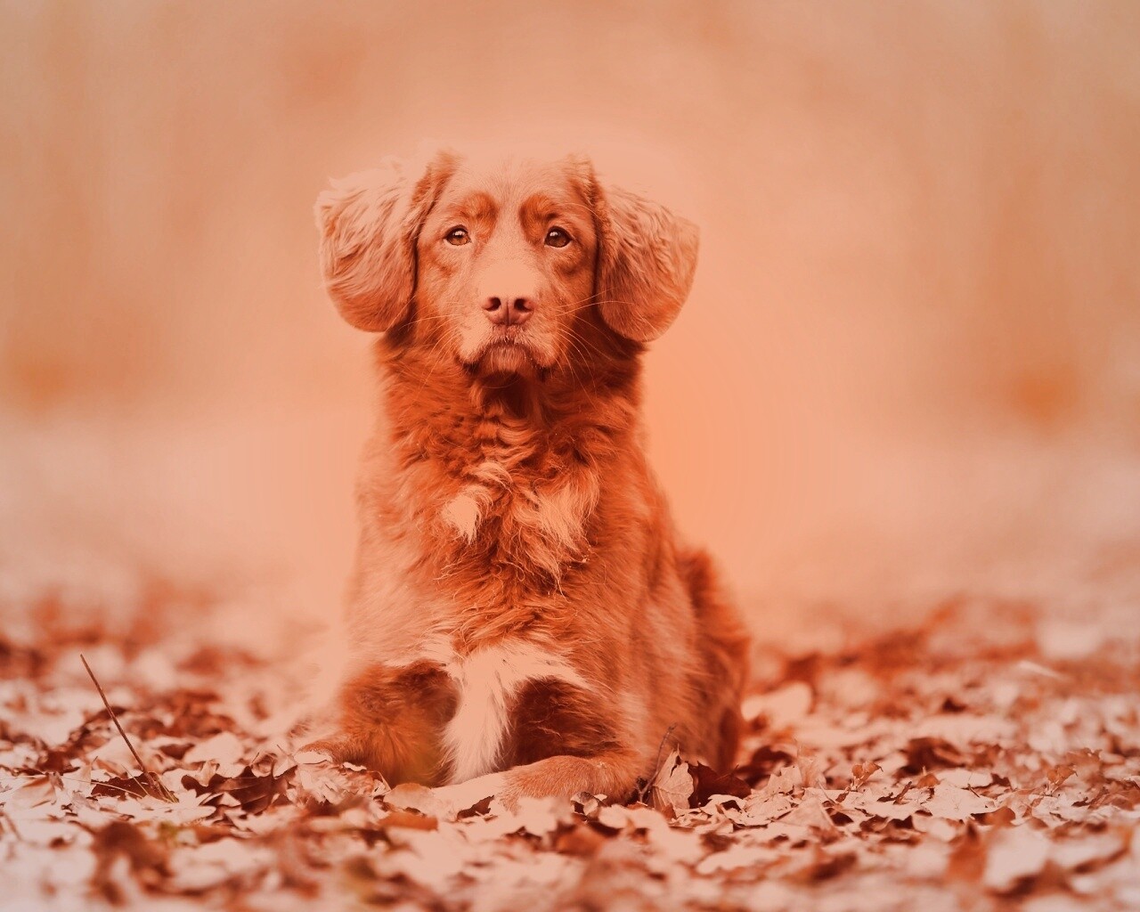 Осенний пес обои