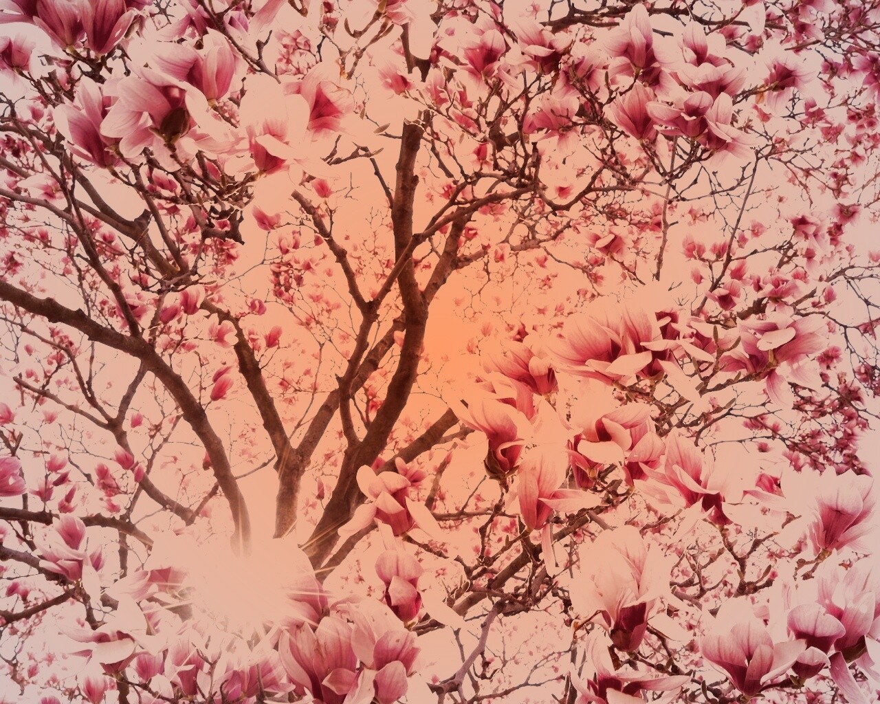 Магнолия обои