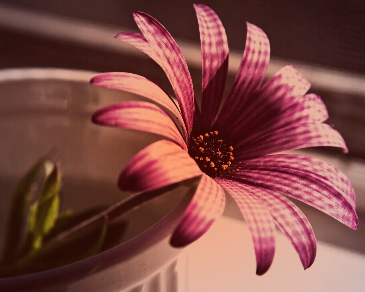 Сиреневый цветок в стакане обои