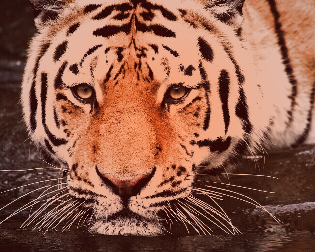 Купание тигра обои