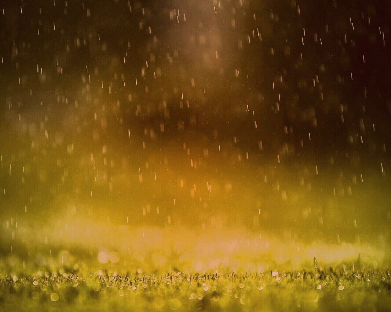 Трава под дождем обои