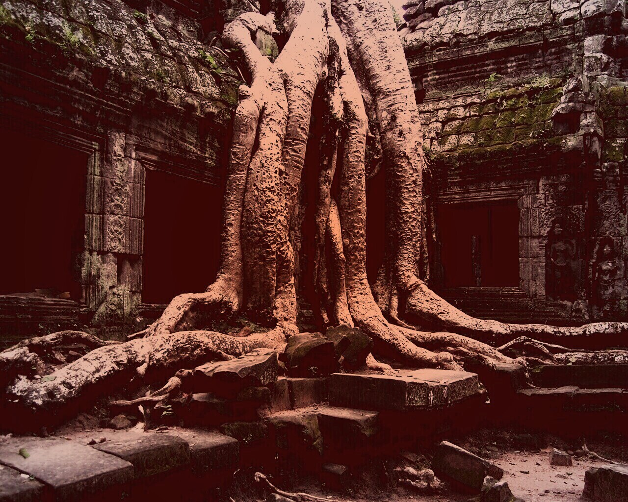 Мощные корни обои