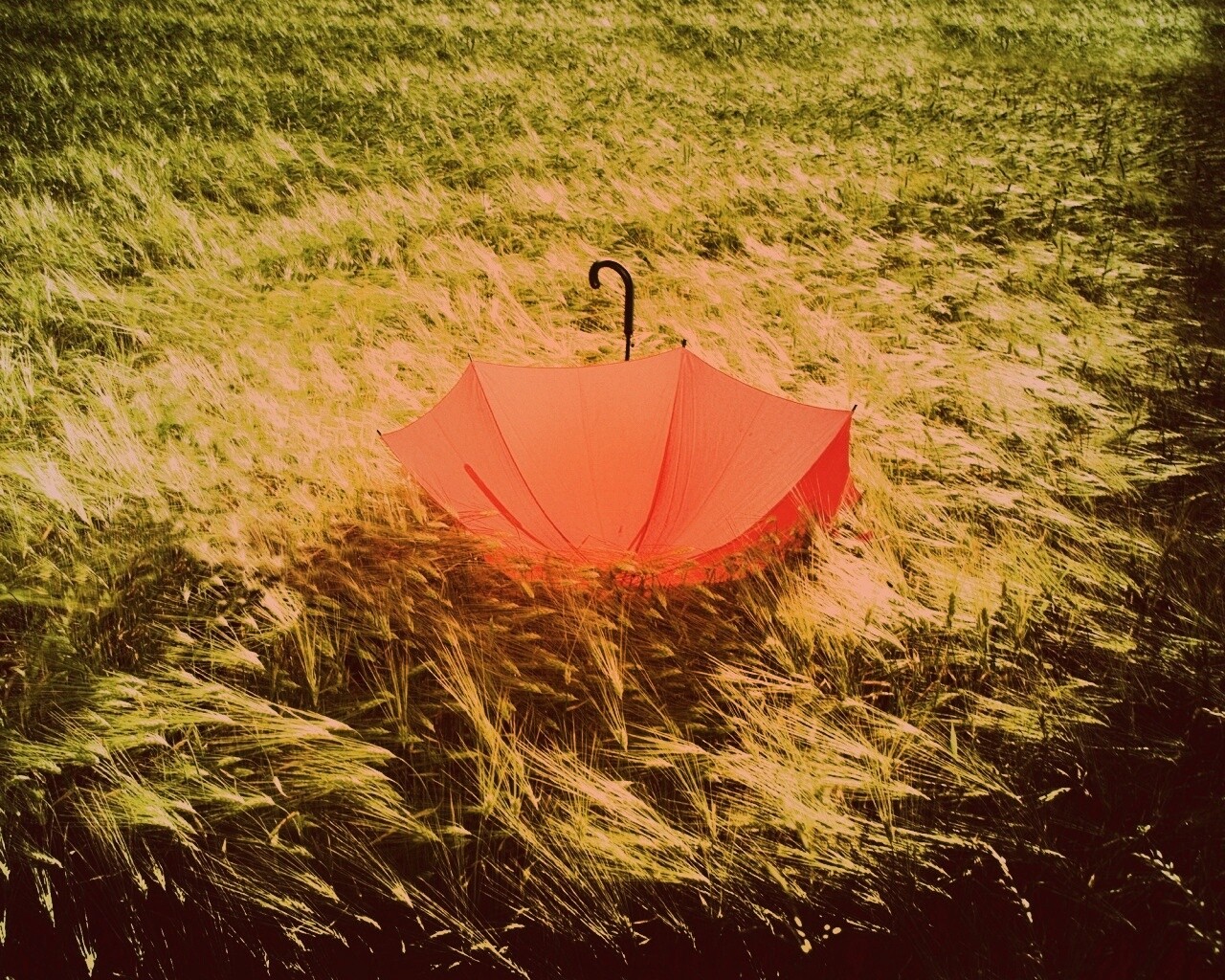 Зонт на траве обои