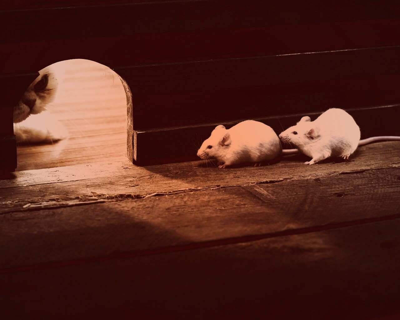 Кошки - мышки обои