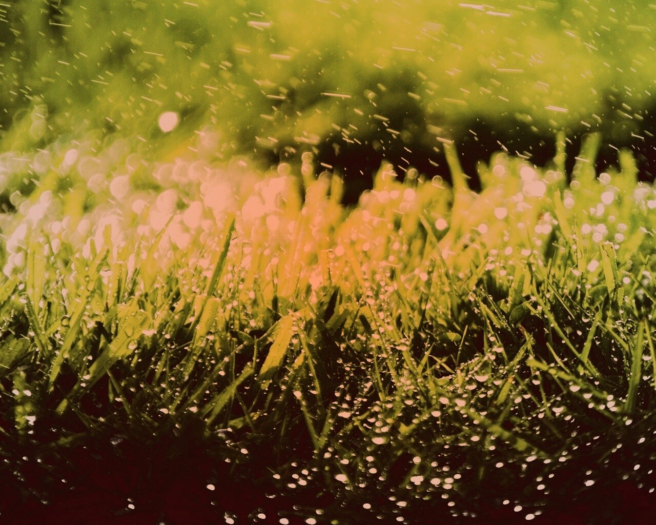 Роса на траве обои