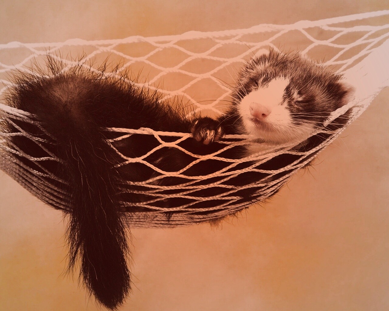 Хорек в гамаке обои