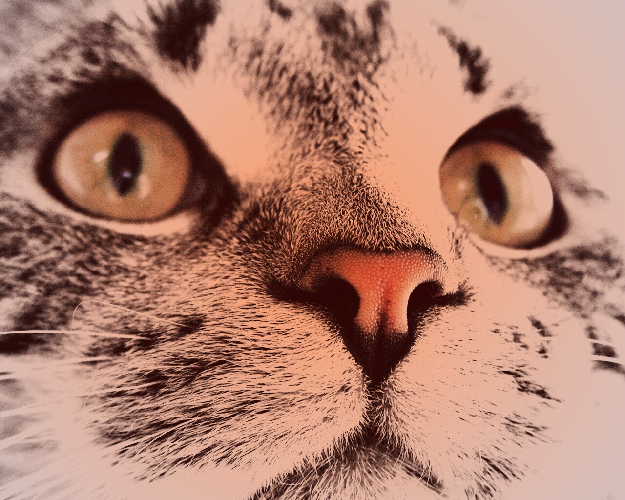 Кошачья мордочка обои
