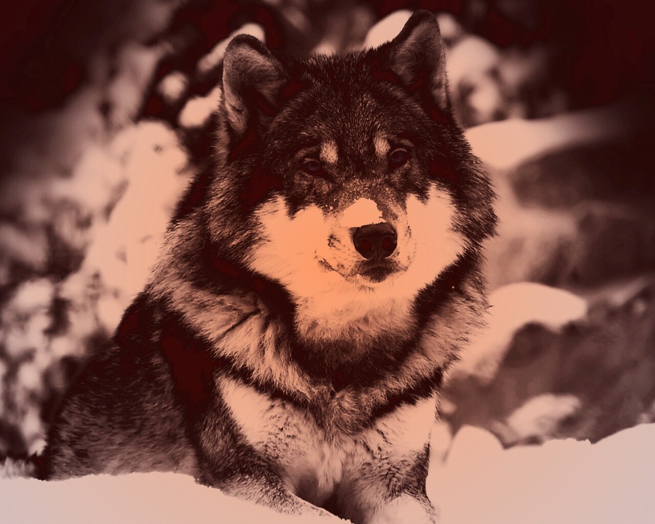 Волк с синими глазами обои