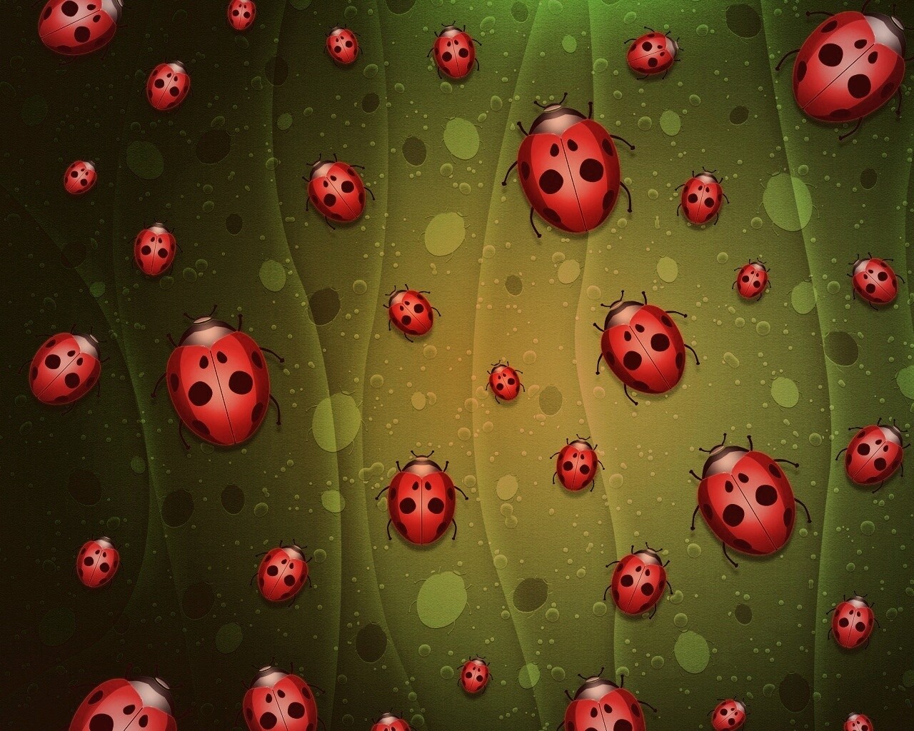 Божьи коровки обои