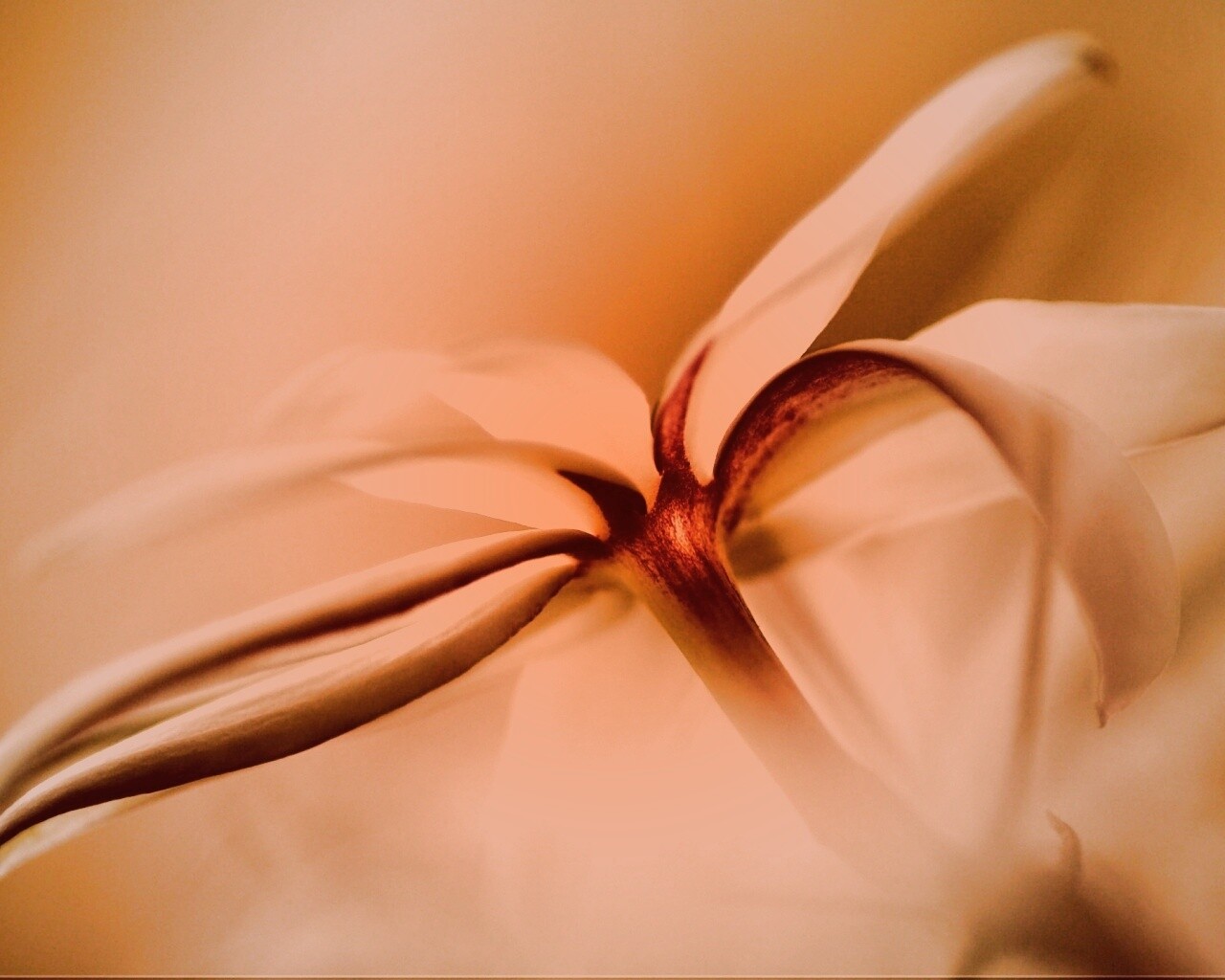 Цветок обои