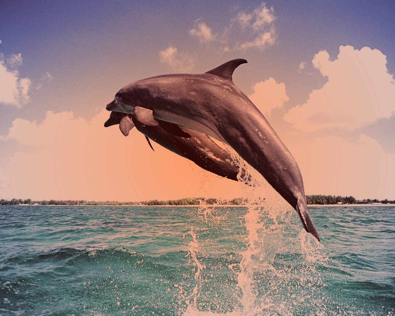 Дельфины обои