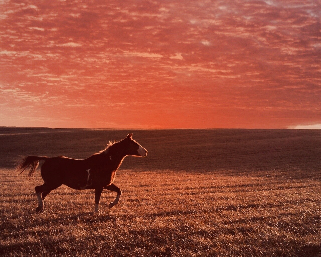 Мустанг обои