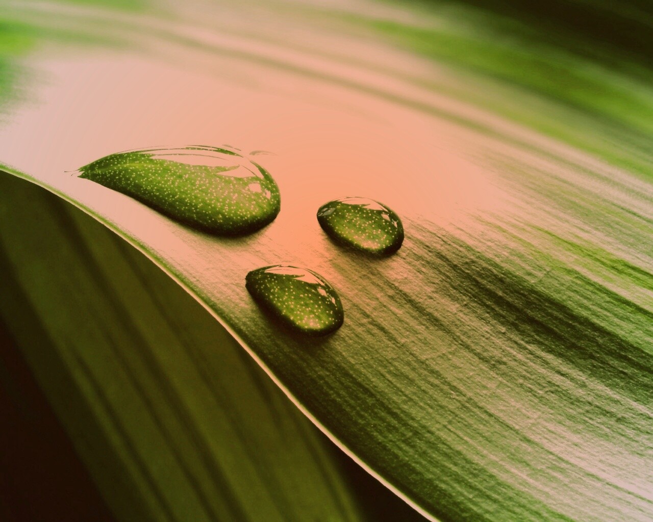 Капли на зеленом листе обои