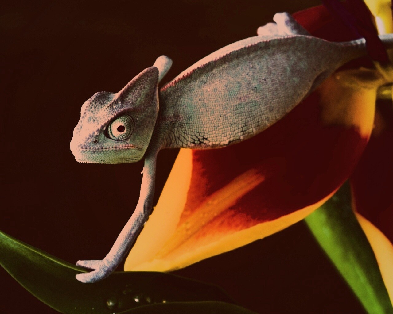 Хамелеон обои