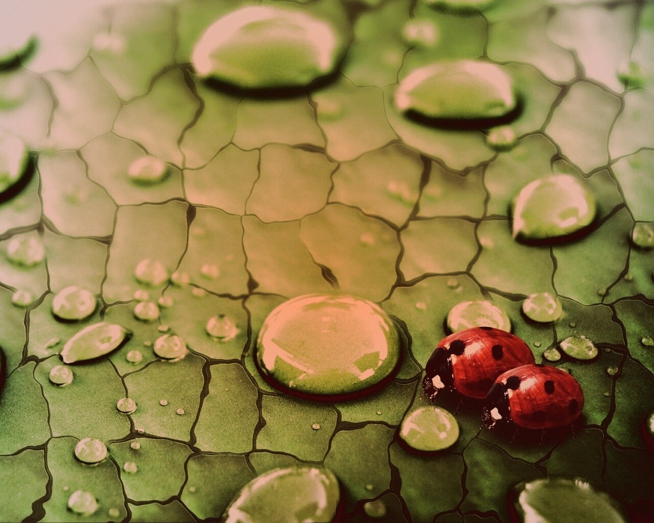 Божьи коровки обои