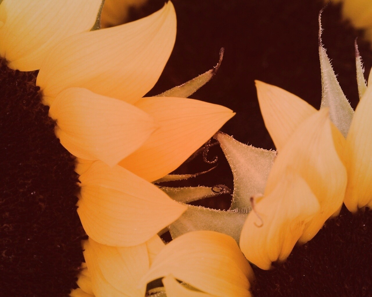 Подсолнухи обои