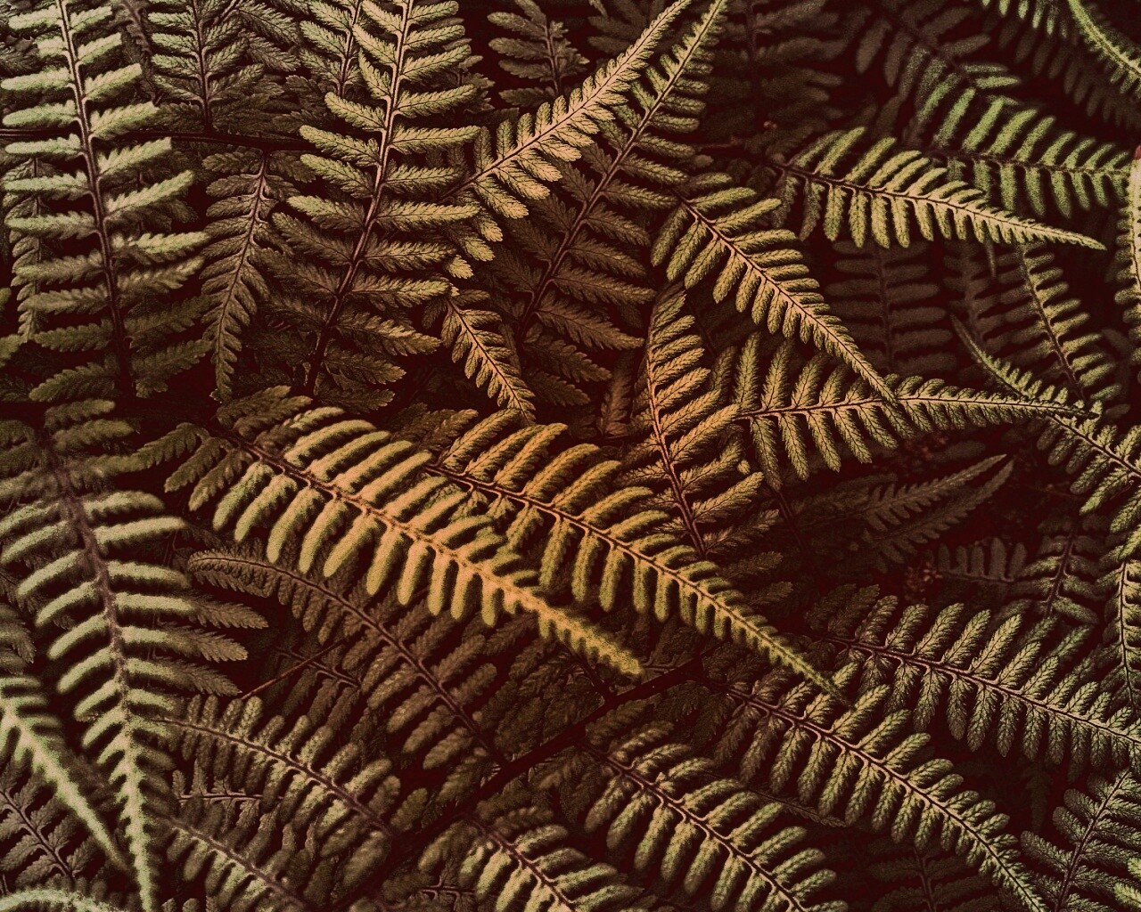 Папоротник обои