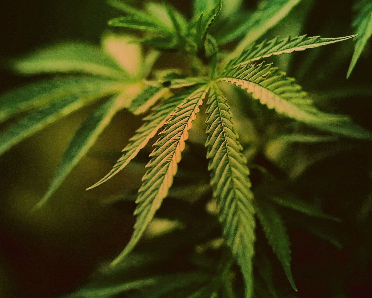 Марихуана обои