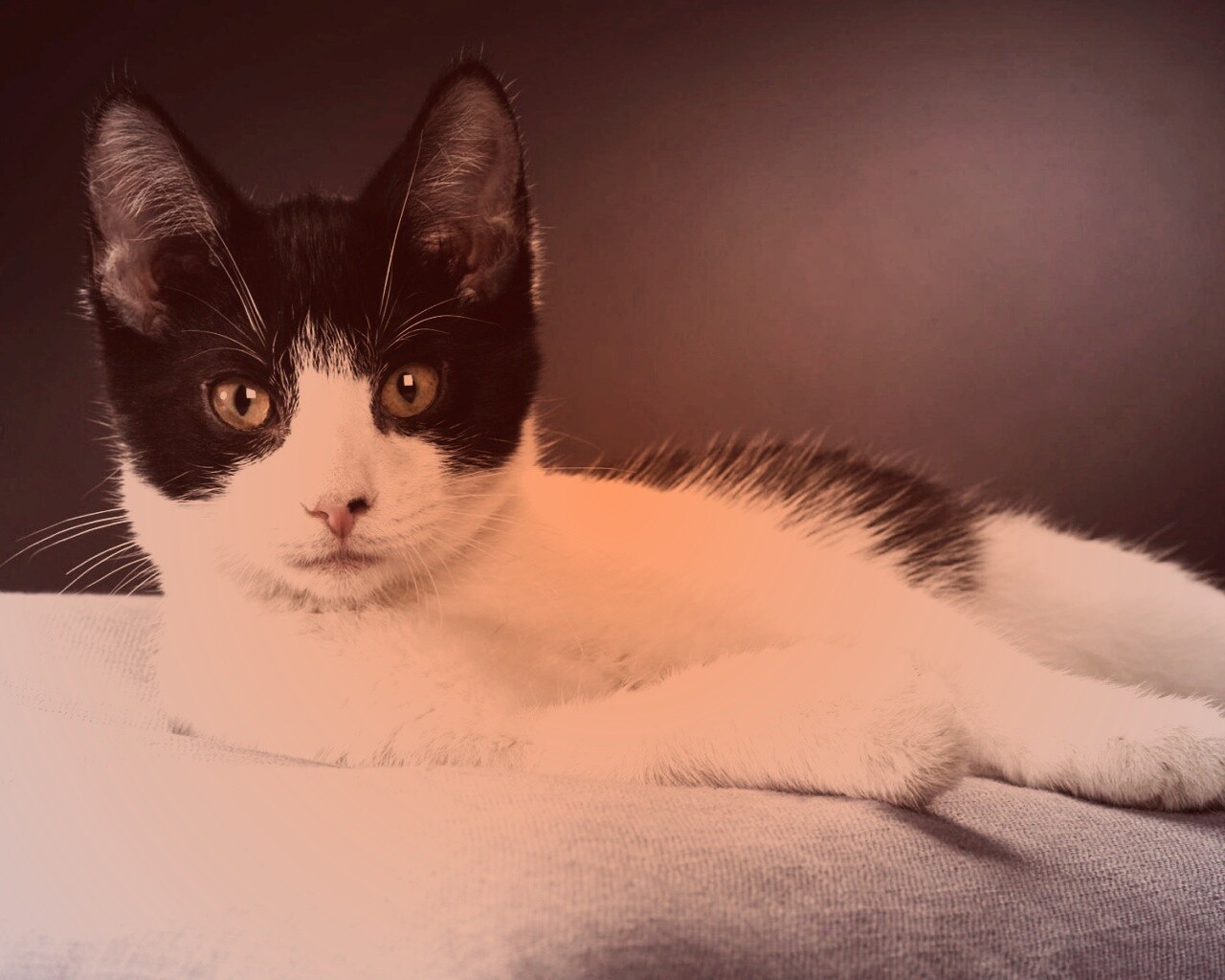 Кот на подушке обои