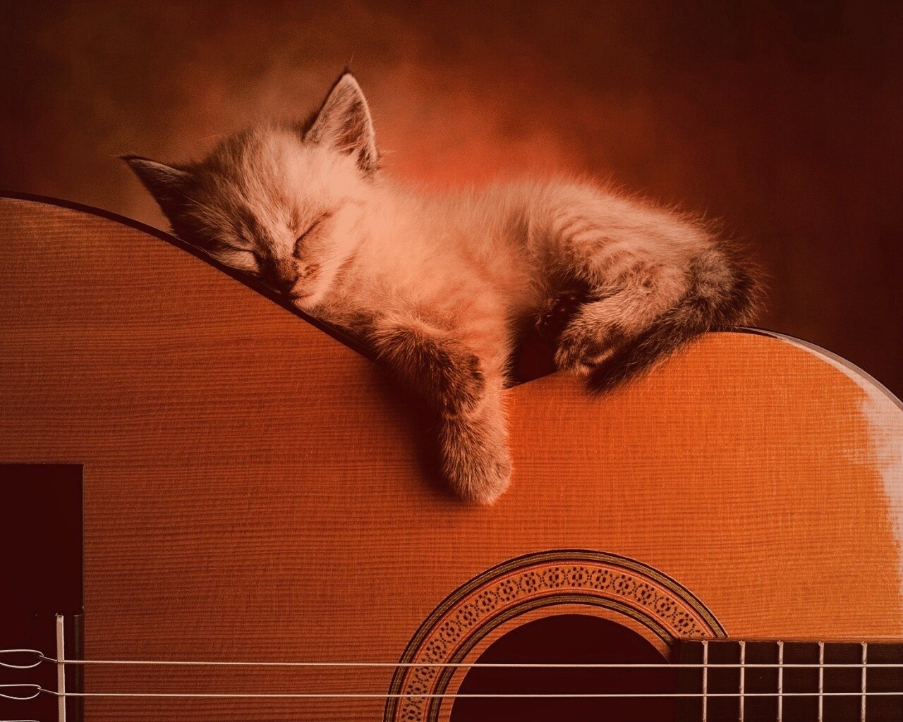 Котенок на гитаре обои