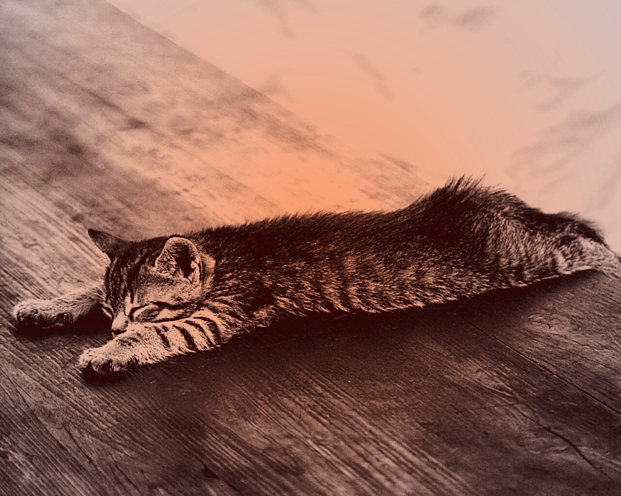 Растянувшийся кошара обои