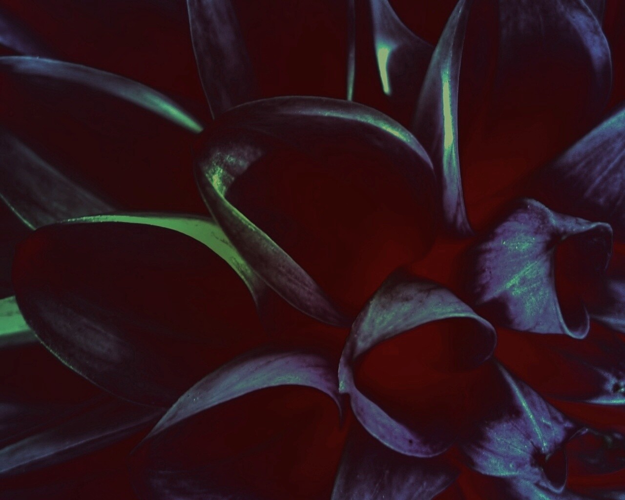 Лепестки обои