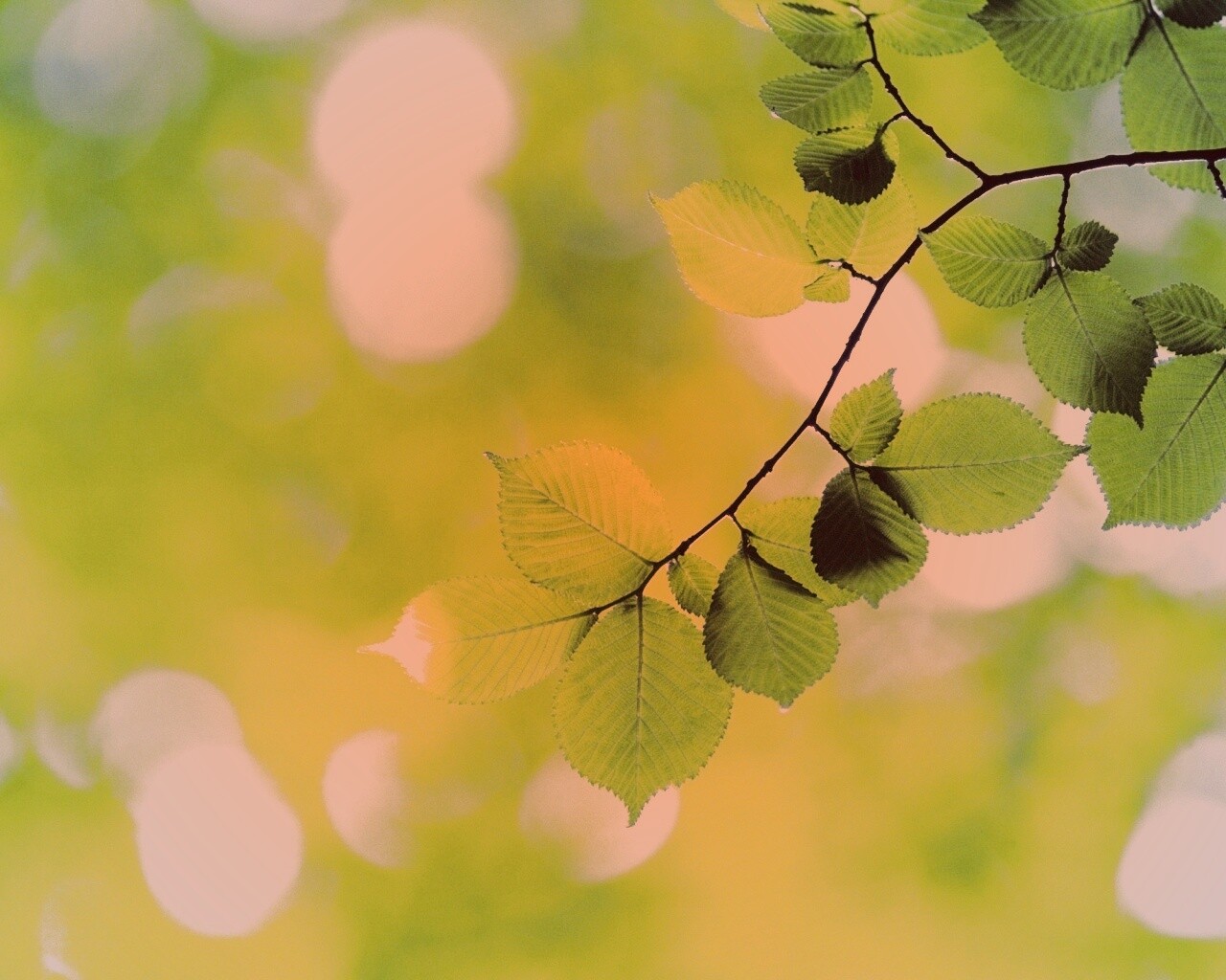 Зеленая ветка с листьями обои