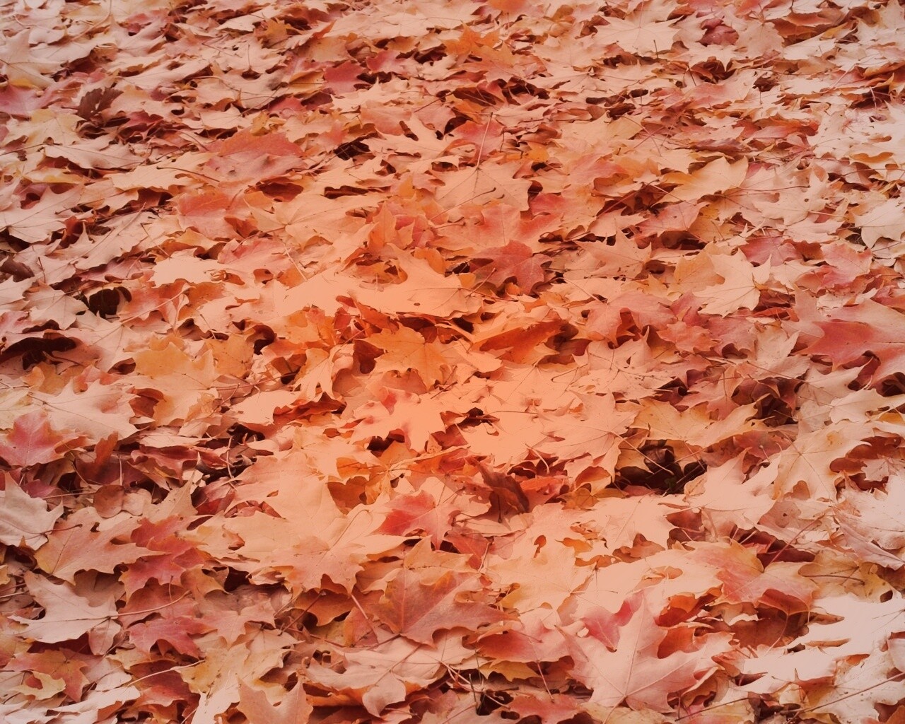 Листья клена обои