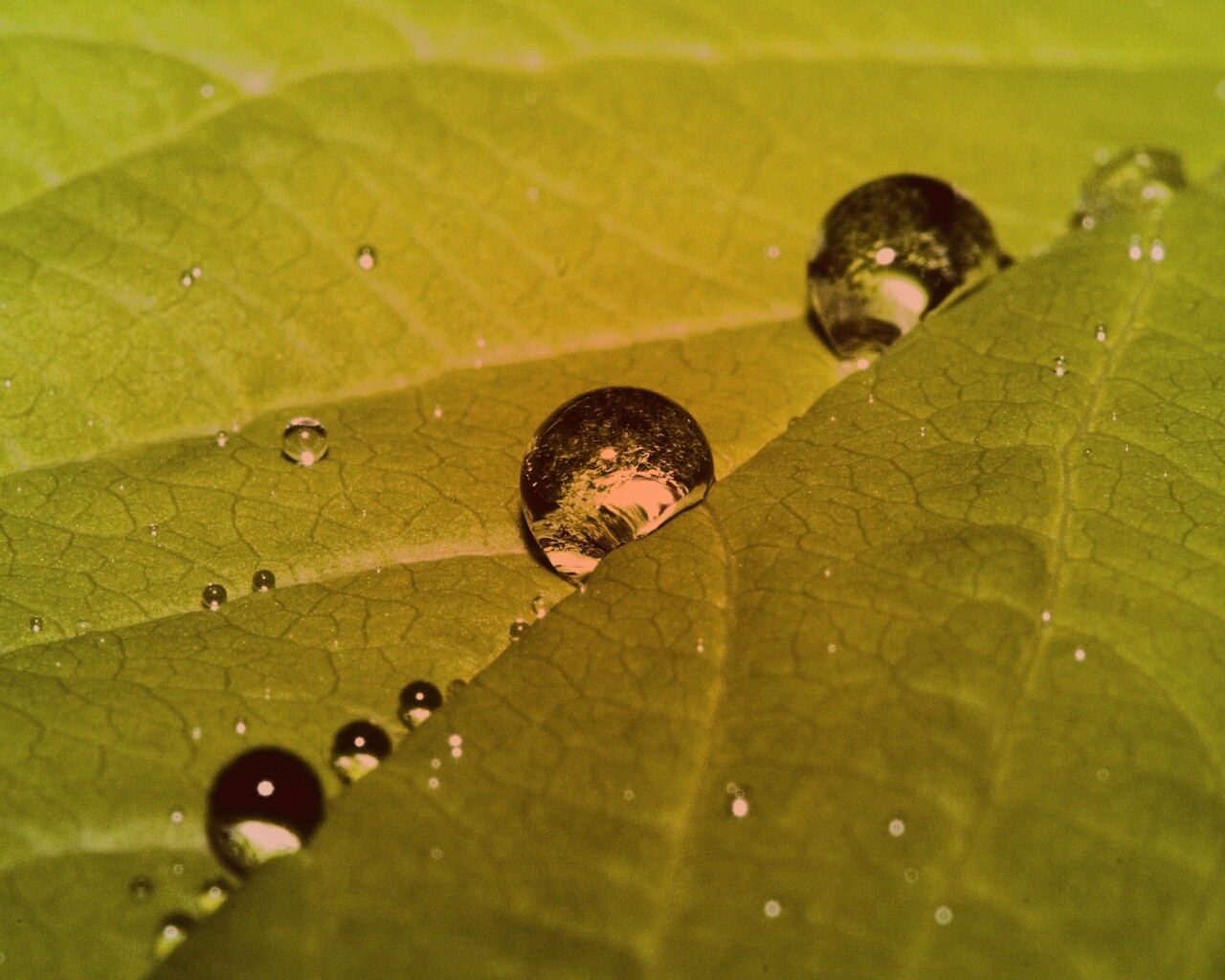 Капли на листе обои