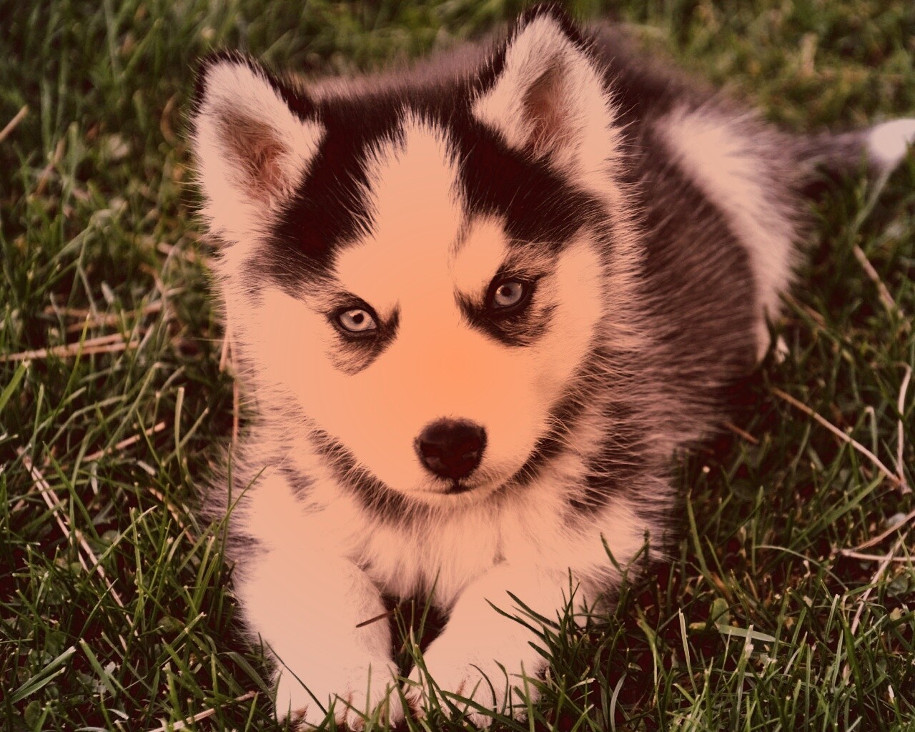 Голубоглазый щенок хаски обои