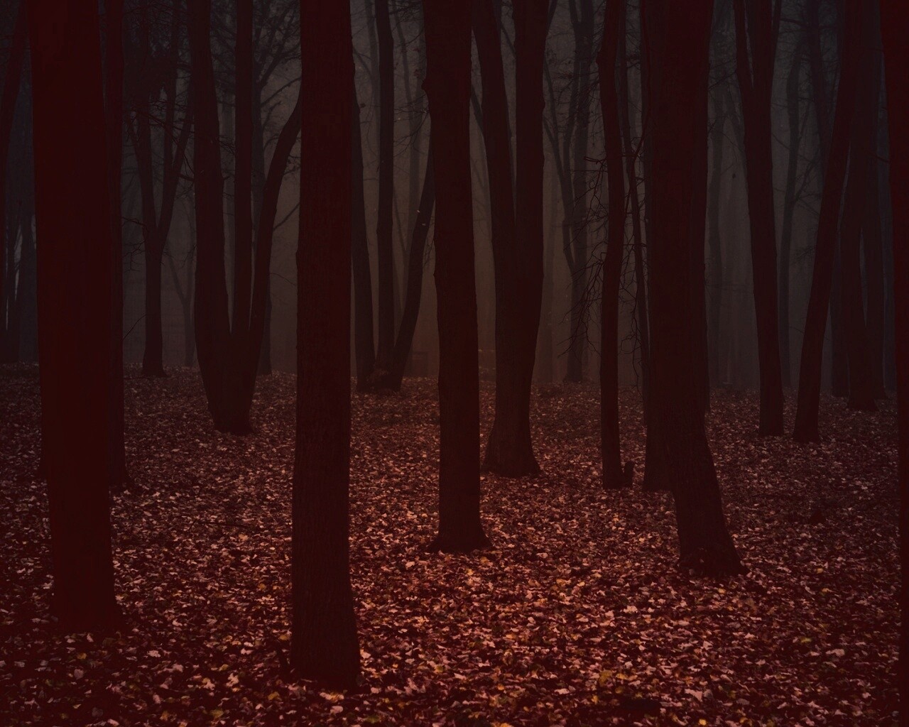 Таинственный лес обои