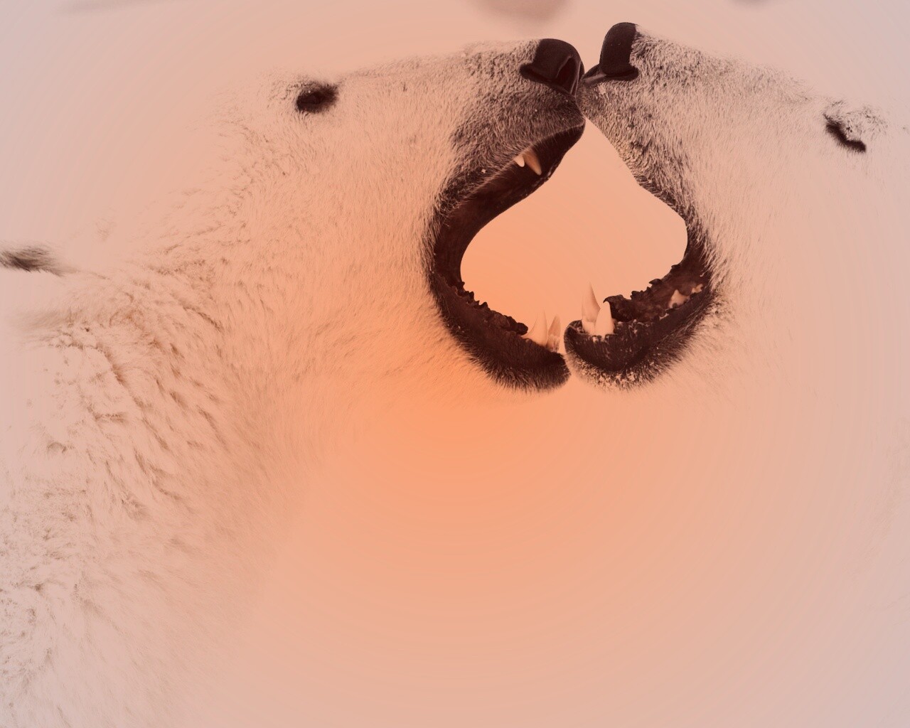 Полярные медведи обои