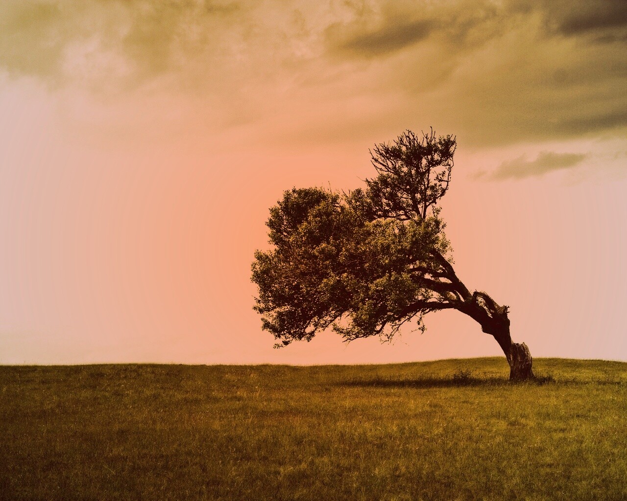 Склоненное дерево обои