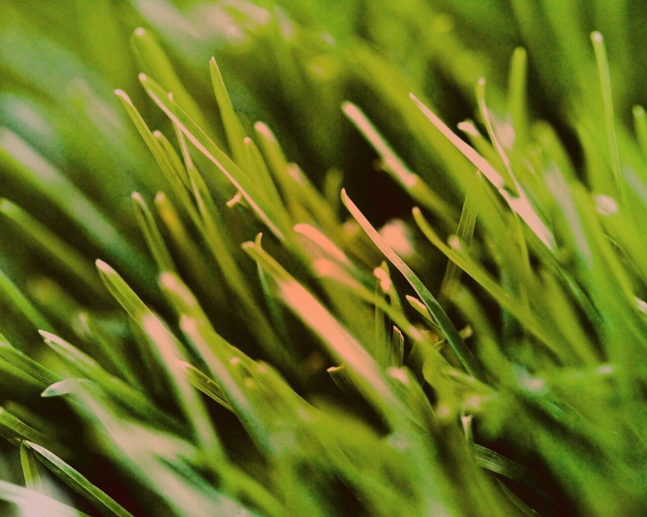 Зеленая свежая трава обои